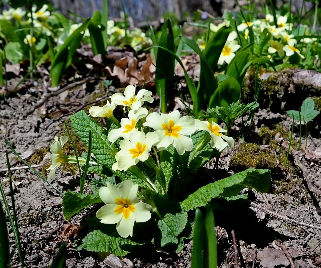 Изображение особи Primula vulgaris.