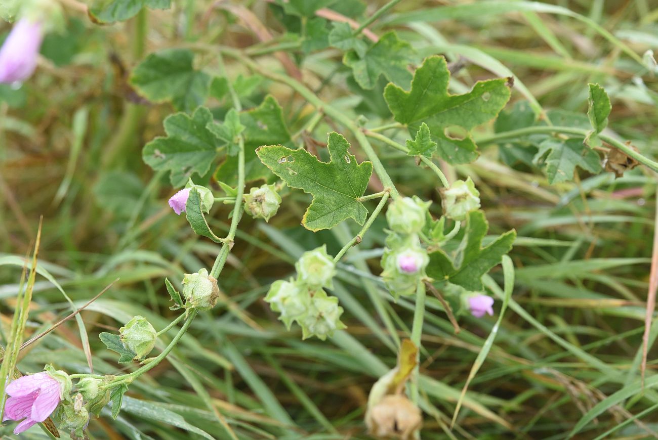 Изображение особи семейство Malvaceae.