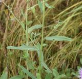 Cirsium incanum. Средняя часть ветви с погрызанными отдельными листьями. Рязанская обл., Милославский р-н, окр. р. Паника в 1,5 км выше устья, 300 м от левого берега, луг. 31 июля 2024 г.