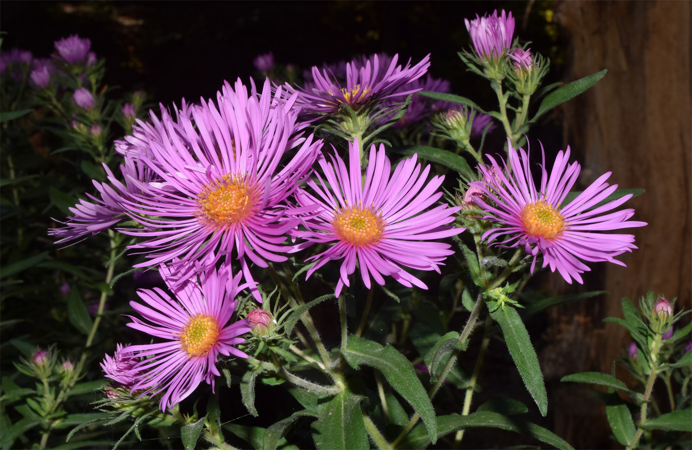 Image of genus Symphyotrichum specimen.