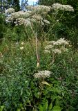 Angelica sylvestris