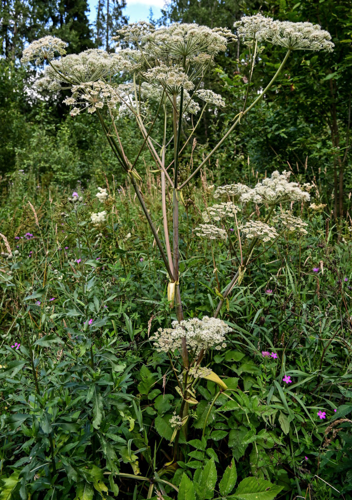 Изображение особи Angelica sylvestris.