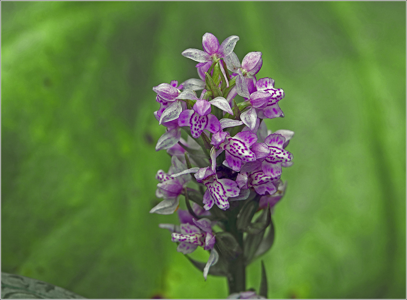 Изображение особи Dactylorhiza baltica.