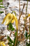 Clematis tangutica. Цветок и верхушки прошлогодних цветоносов. Таджикистан, Горно-Бадахшанская автономная обл., Мургабский р-н, Аличурская дол., выс. ≈ 3800 м н.у.м., каменистый сухой сай. 4 июля 2024 г.