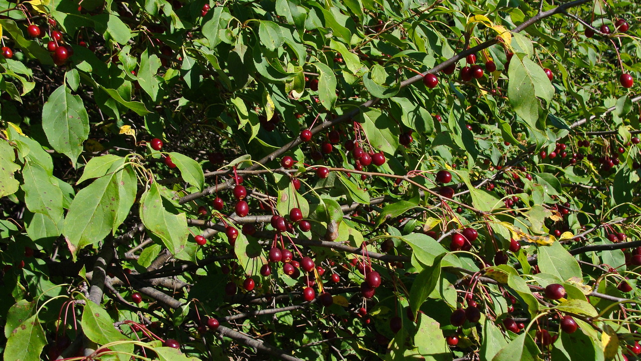 Изображение особи Malus mandshurica.