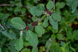 Lonicera xylosteum. Верхушка ветви с соплодиями. Вологодская обл., Кирилловский р-н, окр. с. Горицы, гора Маура, смешанный лес. 12.07.2024.