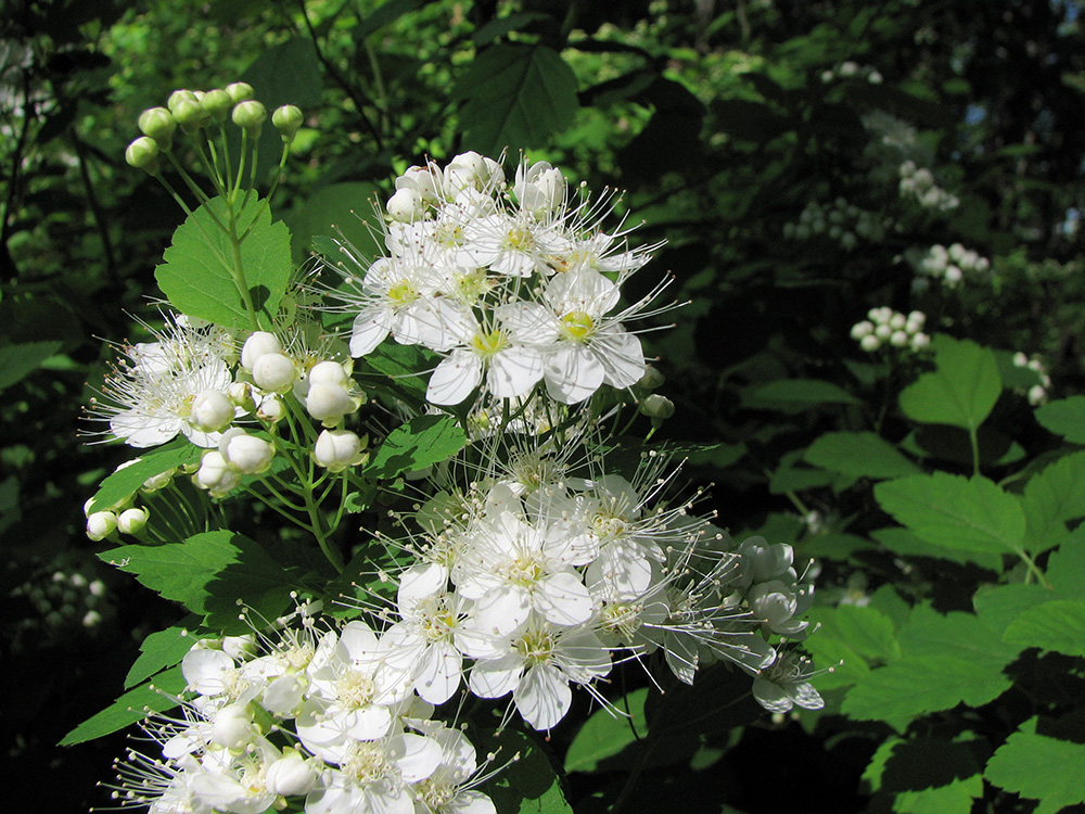 Image of Spiraea chamaedryfolia specimen.