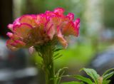 Celosia cristata