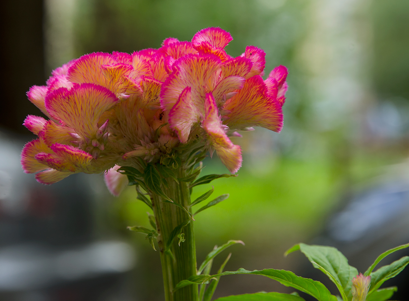 Изображение особи Celosia cristata.