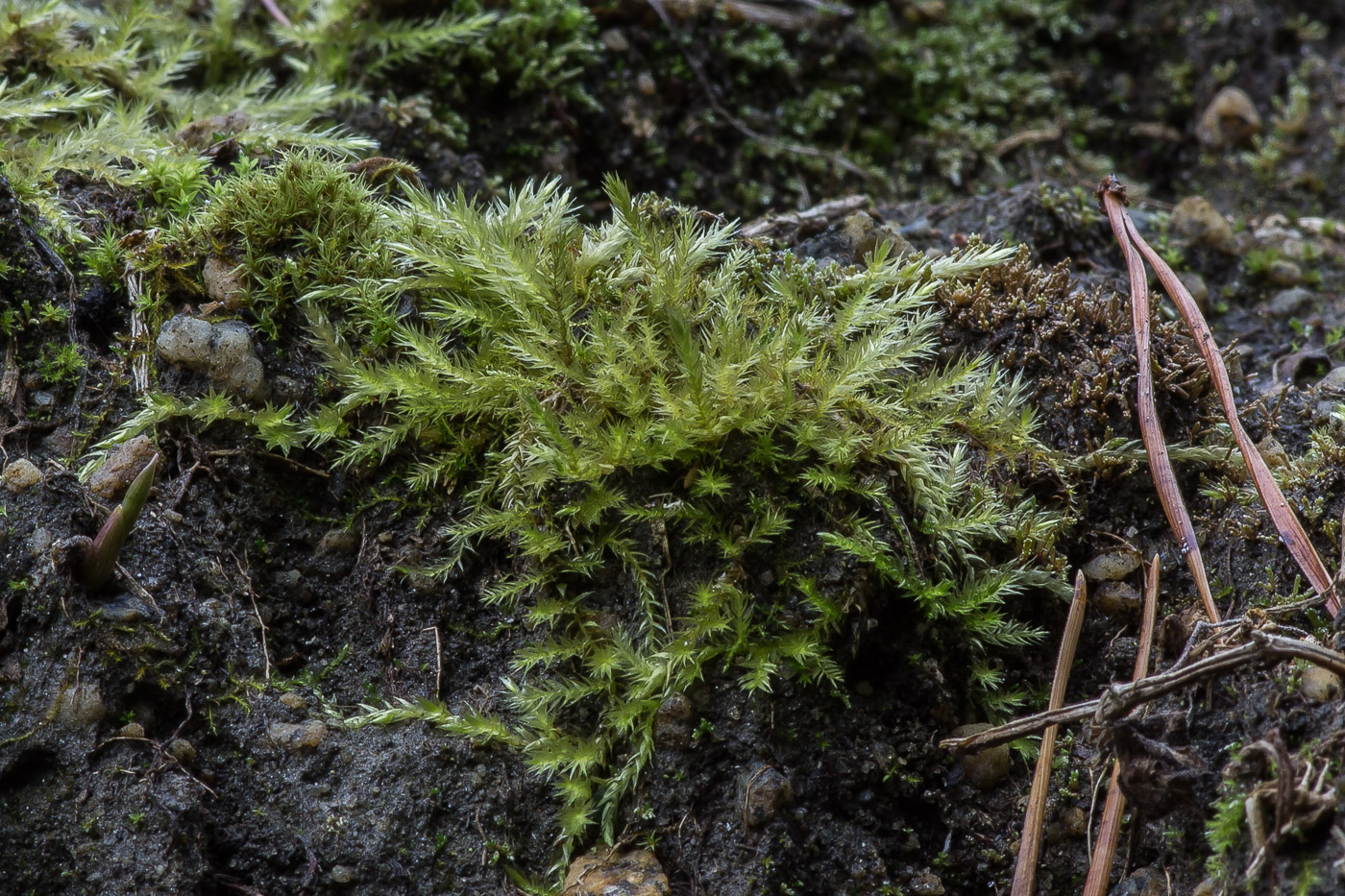 Изображение особи семейство Brachytheciaceae.