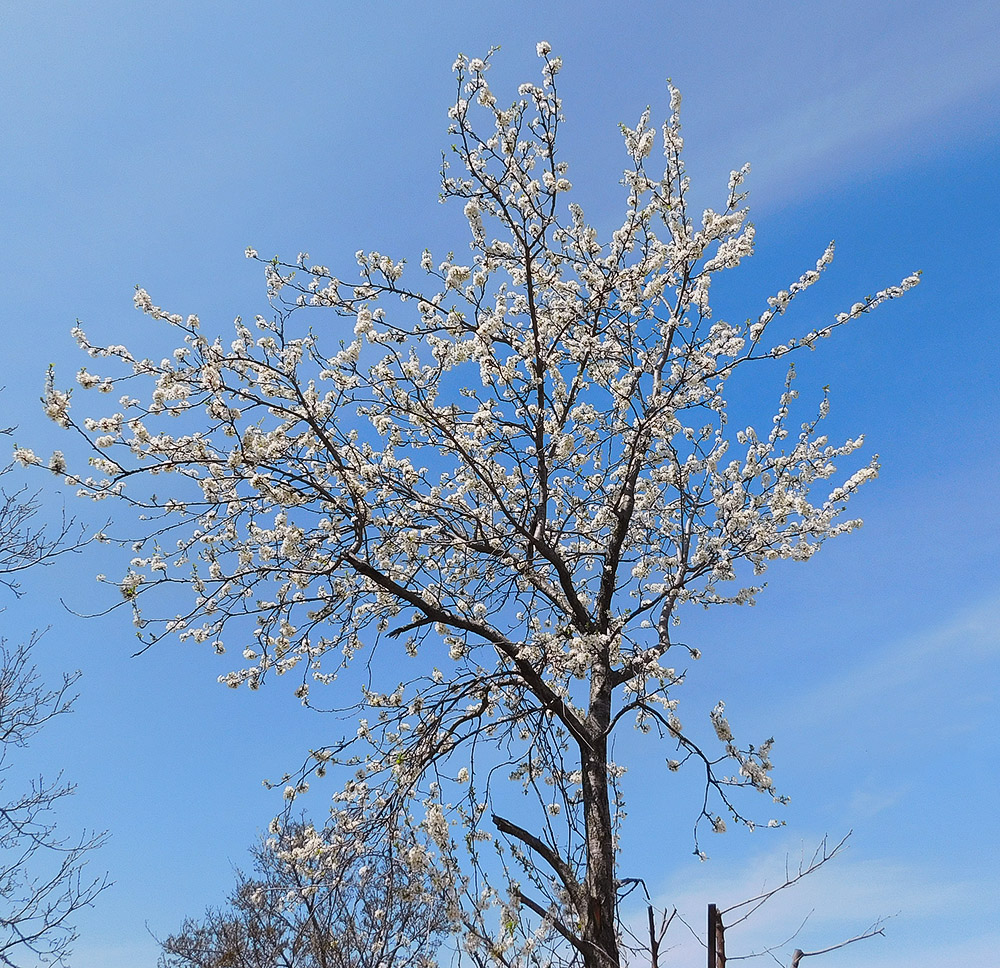 Изображение особи Prunus domestica.