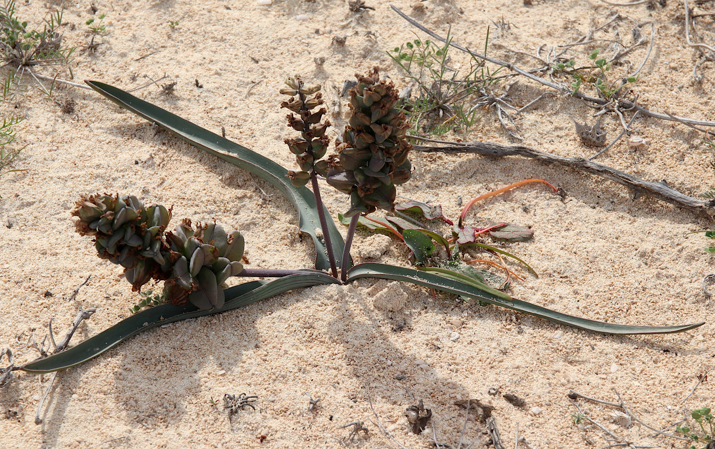 Image of Bellevalia sessiliflora specimen.