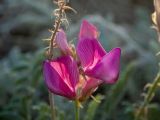 Hedysarum tauricum