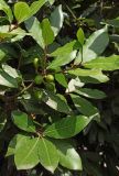 Laurus nobilis