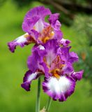 genus Iris