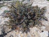 genus Juniperus