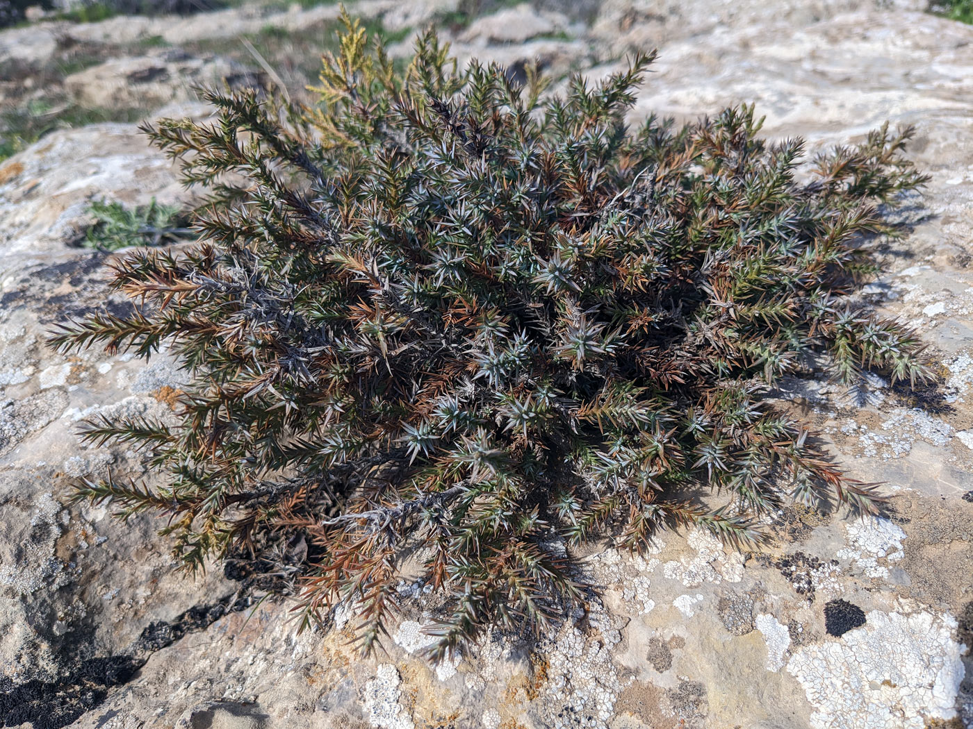Image of genus Juniperus specimen.