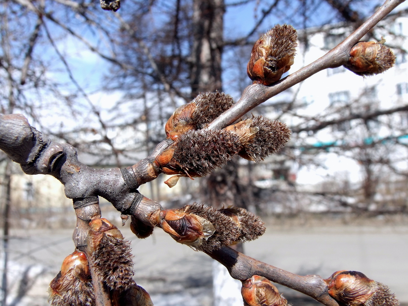 Image of Populus tremula specimen.