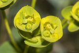 Смотреть изображение Euphorbia glareosa