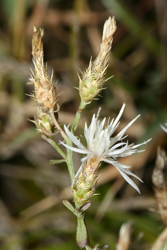 Image of Centaurea diffusa specimen.