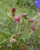 View full-size image Geranium ruprechtii