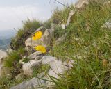 View full-size image Helianthemum buschii