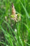 Смотреть изображение Carex cespitosa