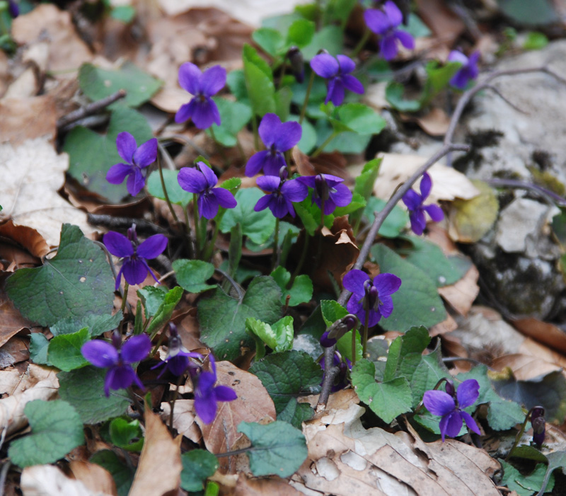 Image of Viola odorata specimen.