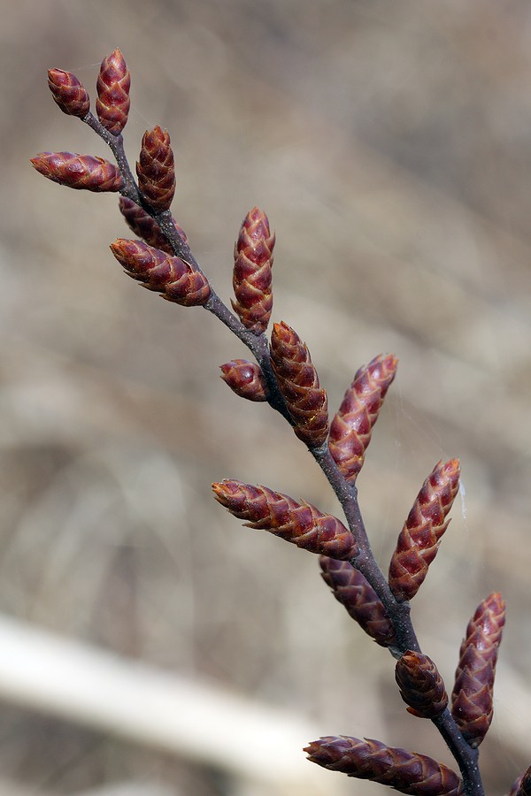 Image of Myrica gale specimen.