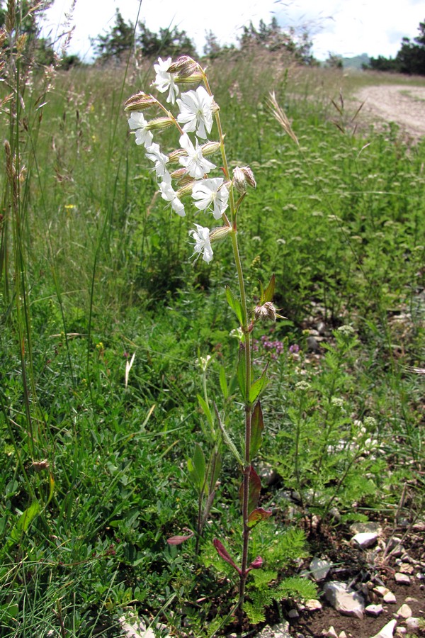 Image of Silene dichotoma specimen.