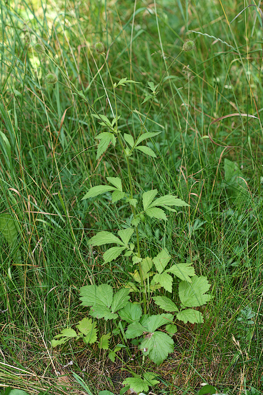 Image of Geum aleppicum specimen.