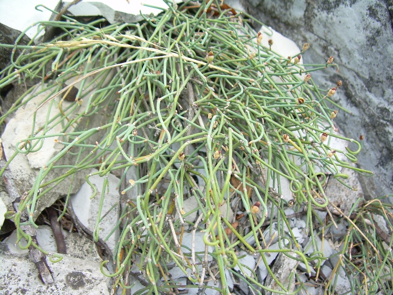 Image of Ephedra distachya specimen.