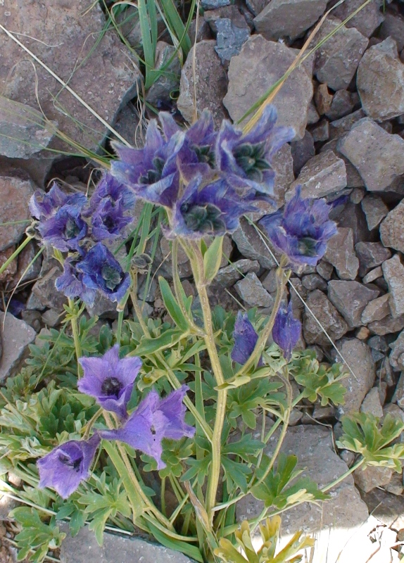 Image of Delphinium foetidum specimen.