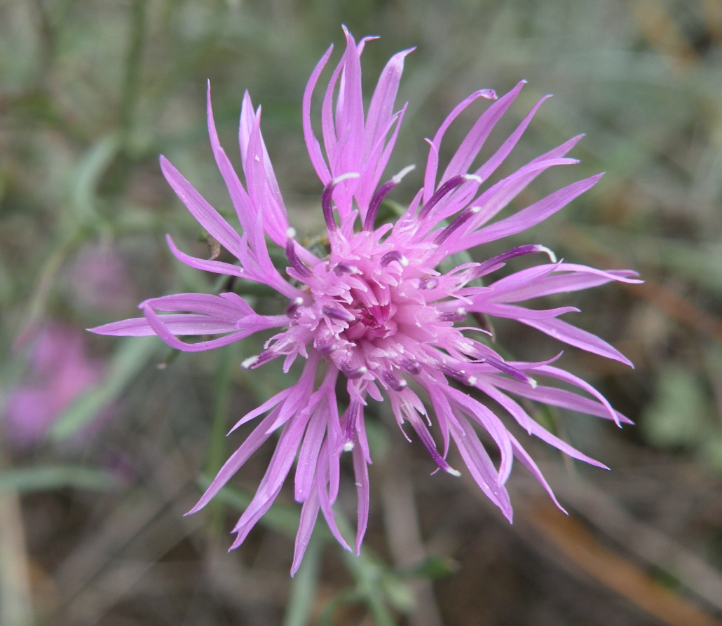 Изображение особи Centaurea borysthenica.