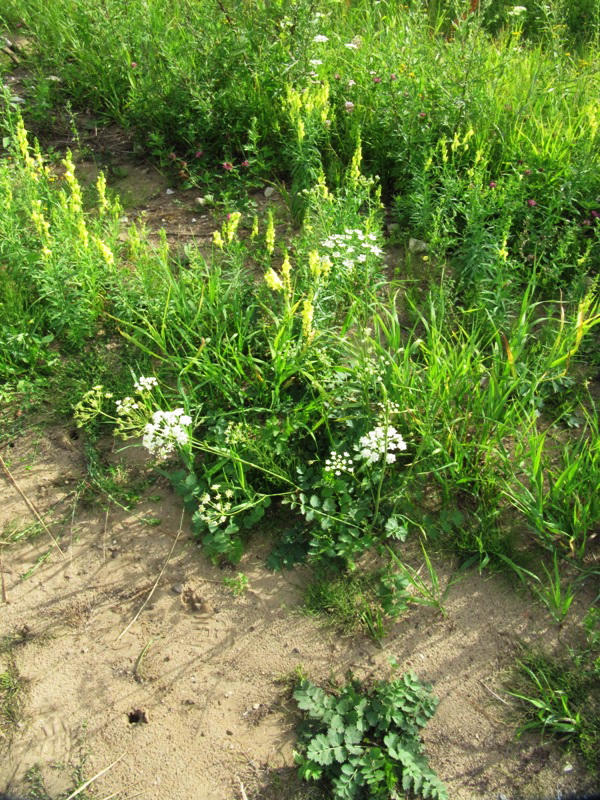 Image of Pimpinella saxifraga specimen.