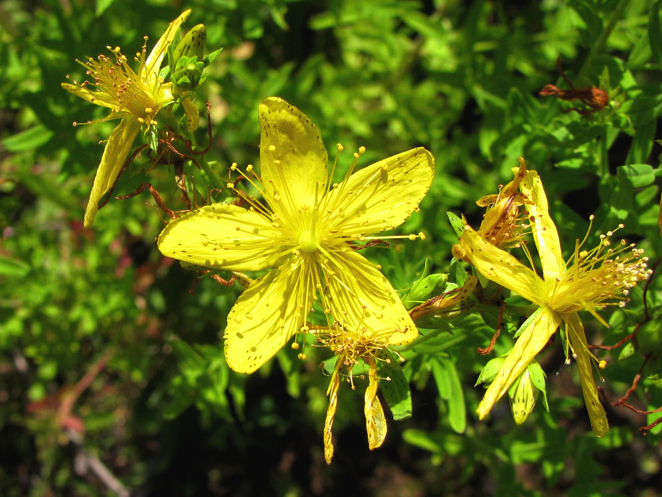 Image of Hypericum perforatum specimen.