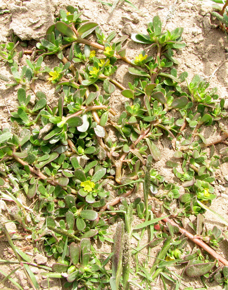 Image of Portulaca oleracea specimen.