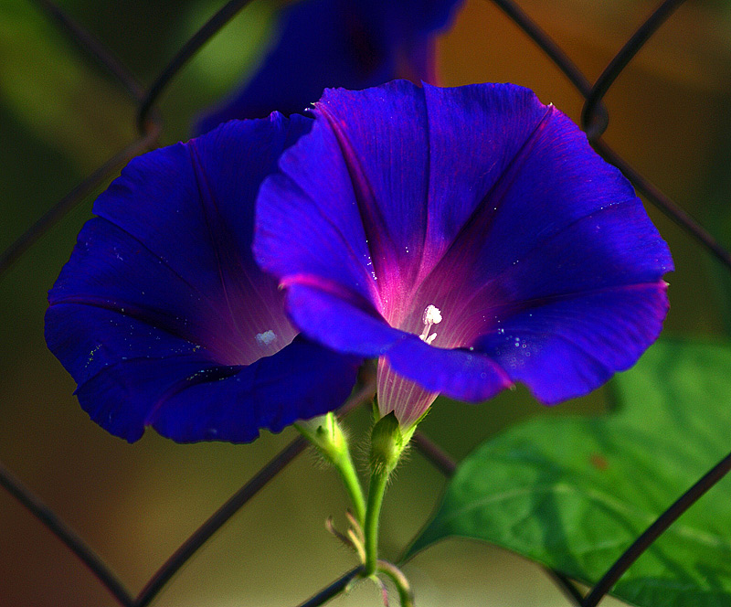 Image of Ipomoea purpurea specimen.