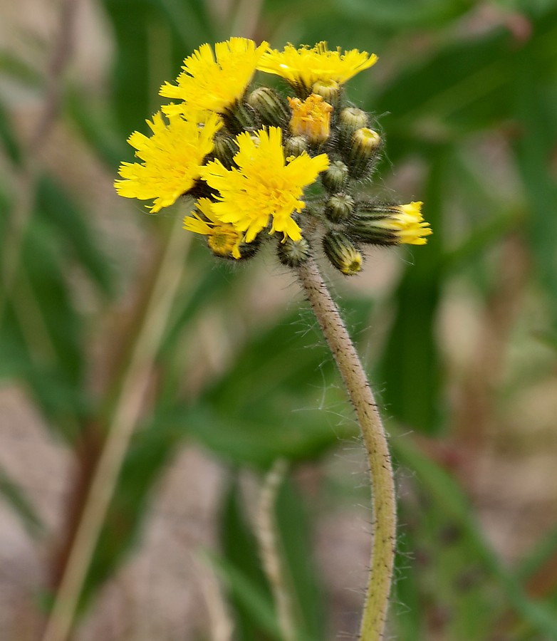 Image of genus Pilosella specimen.