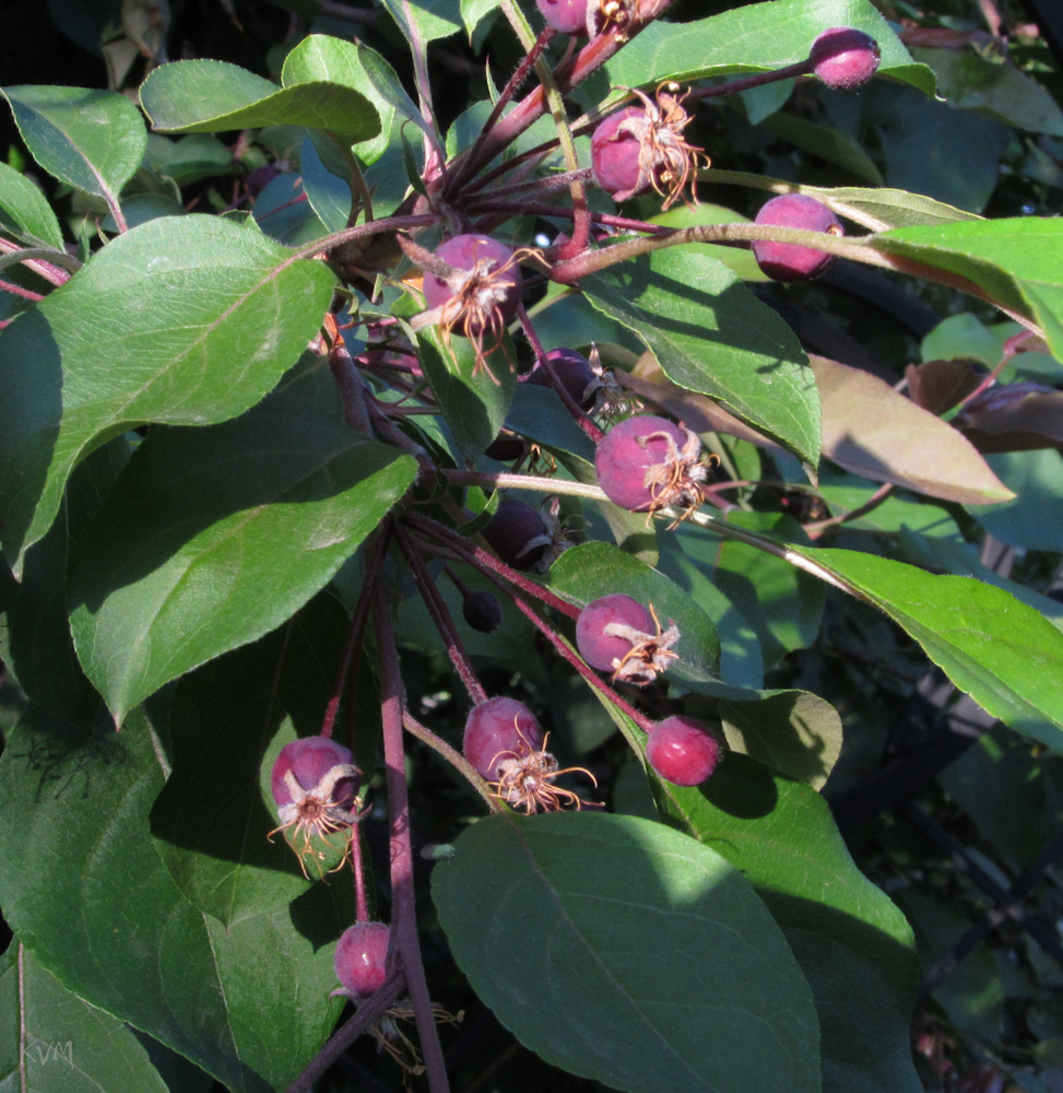 Image of Malus &times; purpurea specimen.