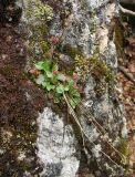 Micranthes nivalis. Растение в бутонах в замшелой расщелине скалы. Видны остатки прошлогодних соцветий. Окрестности Мурманска, начало июня.