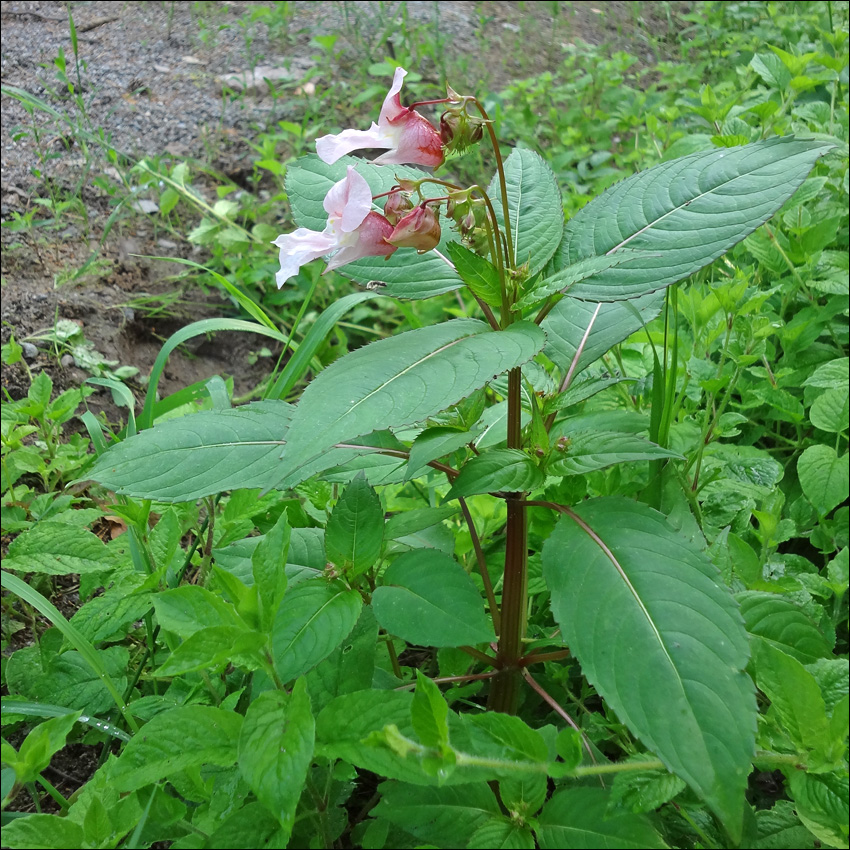 Image of Impatiens glandulifera specimen.