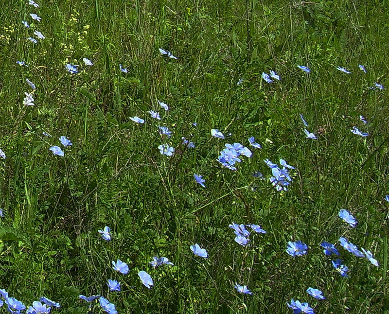 Изображение особи Linum perenne.