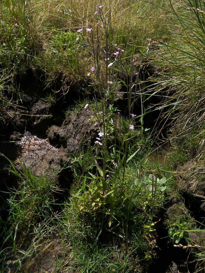 Image of Epilobium palustre specimen.