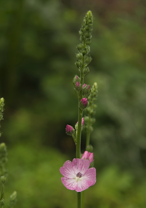 Image of genus Sidalcea specimen.