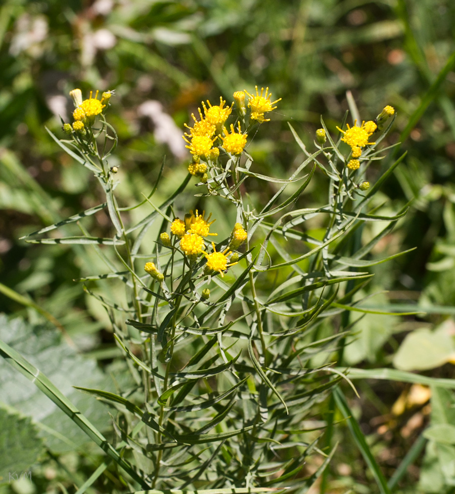 Image of Galatella biflora specimen.