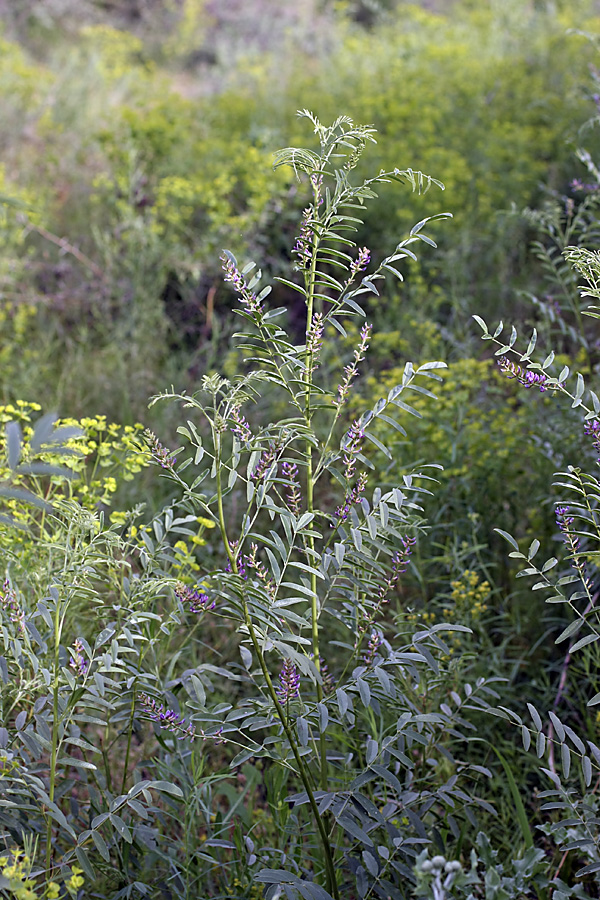 Изображение особи Glycyrrhiza glabra.