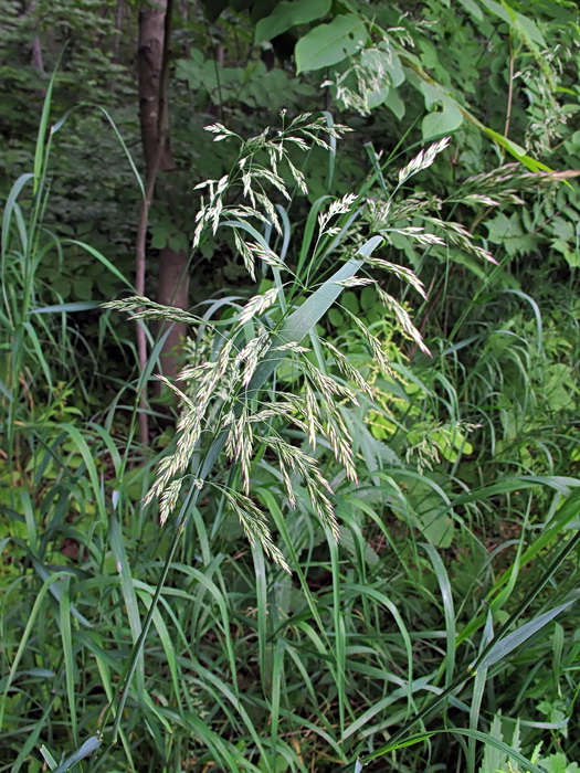 Изображение особи Calamagrostis langsdorffii.