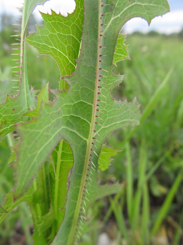 Image of Lactuca serriola specimen.