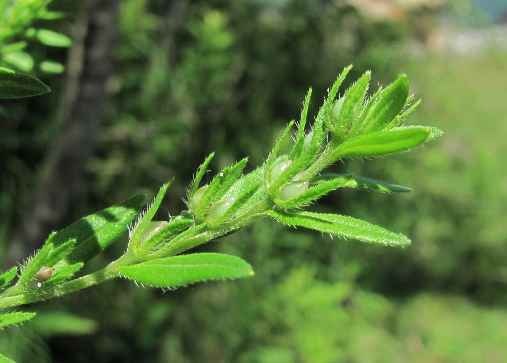 Image of Lithospermum officinale specimen.